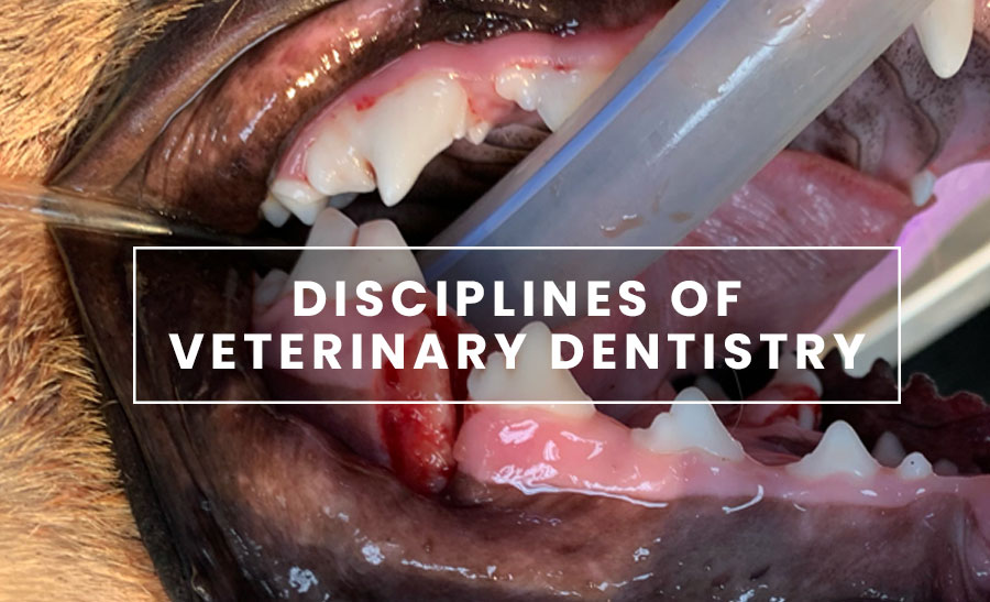 Disciplines of Veterinary Dentistry photo